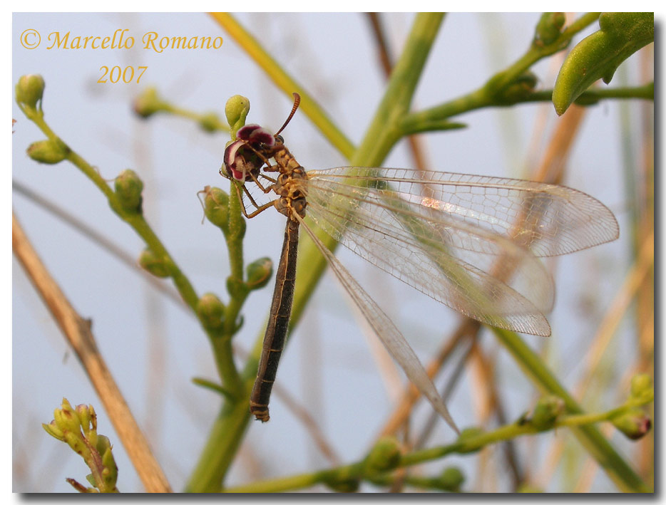 Incontri fra le dune: Myrmeleon hyalinus distinguendus